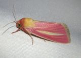 11075 - Heliocheilus julia; Owlet Moth species 