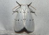 9043 - Homolagoa grotelliformis; Owlet Moth species
