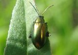 Altica Flea Beetle species