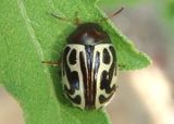 Calligrapha tortuosa; Leaf Beetle species 