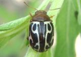 Calligrapha tortuosa; Leaf Beetle species