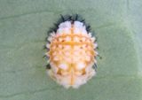 Chelymorpha Tortoise Beetle species pupa