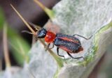 Collops Soft-winged Flower Beetle species; female