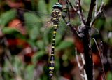 Cordulegaster diadema; Apache Spiketail