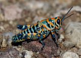 Dactylotum bicolor; Rainbow Grasshopper 