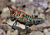Dactylotum bicolor; Rainbow Grasshopper