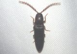 Dicrepidius corvinus; Click Beetle species; male