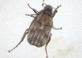 Isonychus arizonensis; June Beetle species