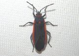 Melacoryphus lateralis; Seed Bug species