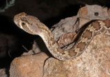 Mojave Rattlesnake 