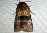9590 - Properigea continens; Noctuid Moth species
