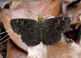 Staphylus ceos; Golden-headed Scallopwing