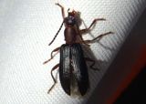 Statira Darkling Beetle species