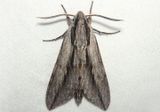 7813 - Sphinx dollii; Dolls Sphinx