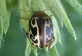 Calligrapha tortuosa; Leaf Beetle species 