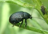 Colaspis nigrocyanea; Leaf Beetle species