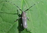 Dectes texanus; Flat-faced Longhorn species