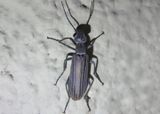 Epicauta tenuilineata; Blister Beetle species