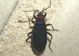 Melacoryphus rubicollis; Seed Bug species