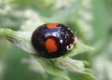 Olla v-nigrum; Ashy Gray Lady Beetle