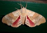 7829 - Pachysphinx occidentalis; Western Poplar Sphinx