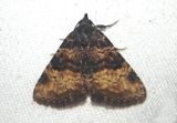 8507 - Metalectra edilis; Owlet Moth species