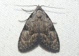 8983 - Meganola minuscula; Confused Meganola