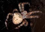 Araneus gemmoides; Cat-Faced Spider; male