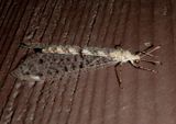 Eremoleon Long-tailed Antlion species