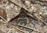 Exoprosopa rostrifera; Bee Fly species