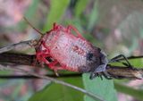 Largidae Bordered Plant Bug species; molting nymph