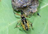 Pselliopus marmorosus; Assassin Bug species nymph