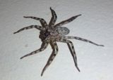 Selenops Spider species 
