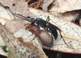 Pompilidae Spider Wasp species