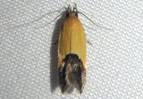 1525 - Triclonella xuthocelis; Cosmet Moth species