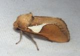 4670 - Prolimacodes trigona; Western Skiff Moth 