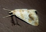 4902 - Evergestis lunulalis; Pyralid Moth species