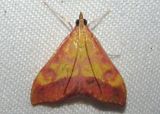 5066 - Pyrausta arizonicalis; Crambid Snout Moth species