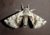 7664 - Apatelodes pudefacta; Pudefacted Apatelodes Moth 