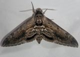 7776 - Manduca quinquemaculatus; Five-spotted Hawk Moth