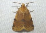 9726.1 - Azenia procida; Owlet Moth species