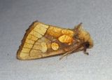 9799 - Nocloa alcandra; Owlet Moth species