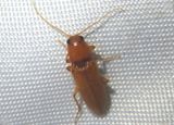 Aptopus Click Beetle species