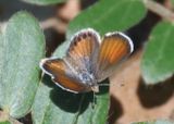 Brephidium exilis; Western Pygmy Blue