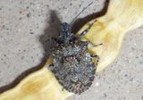 Brochymena Rough Stink Bug species