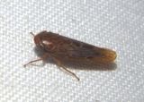 Doleranus Leafhopper species