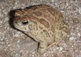 Great Plains Toad