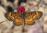 Texola elada; Elada Checkerspot