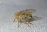 Neaethus Tropiduchid Planthopper species