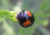 Olla v-nigrum; Ashy Gray Lady Beetle